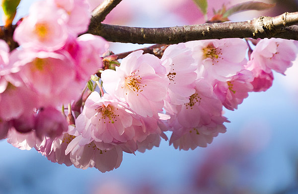 Mehrere Kirschblüten